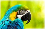 Exotic colorful African macaw parrot  Zwierzęta Fototapeta