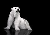 White Polar Bear Hunter - sitting  Zwierzęta Fototapeta