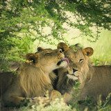 Loving pair of lion and lioness  Zwierzęta Fototapeta