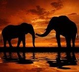 silhouette elephant in the sunset  Zwierzęta Fototapeta