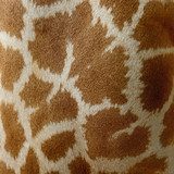 Giraffe skin  Tekstury Fototapeta