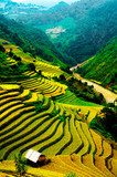 Rice fields of terraced in Vietnam  Krajobraz Fototapeta