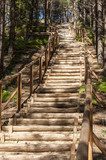Wooden stairs in forest  Schody Fototapeta