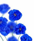 blue poppy flowers isolated on white  Fototapety Maki Fototapeta