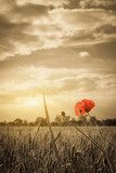 Poppies in a wheat field. Composition of nature  Fototapety Maki Fototapeta