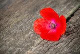 single red poppy flower on wooden surface  Fototapety Maki Fototapeta