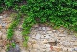 A green ivy on a stone wall, a beautiful background  Mur Fototapeta