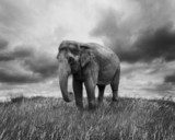Elephant  Zwierzęta Obraz