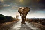 Walking Elephant  Zwierzęta Obraz