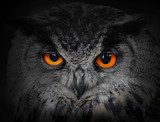 The evil eyes. ( Eagle Owl, Bubo bubo).  Zwierzęta Obraz