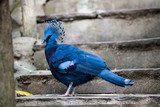 Victoria crowned pigeon. Exotic Bird Goura Victoria  Zwierzęta Obraz