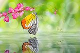 Painted Jezebel butterfly  Zwierzęta Obraz