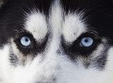 Close up on blue eyes of husky  Zwierzęta Obraz