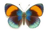 Exotic butterfly Asterope sapphira  Zwierzęta Obraz