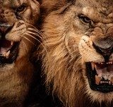 Close-up shot of two roaring lion  Zwierzęta Obraz