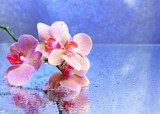 Beautiful blooming orchid with water drops  Obrazy do Salonu SPA Obraz