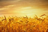 A field of wheat in the golden light of sunset.  Kwiaty Obraz