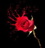 red rose splashes  Kwiaty Obraz