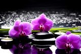 Spa still life with set of pink orchid and stones reflection  Kwiaty Obraz
