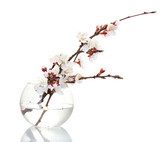 beautiful apricot blossom  in transparent vase isolated  Kwiaty Obraz