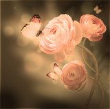 Bouquet of pink roses against a dark background  butterfly  Kwiaty Obraz