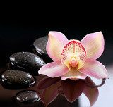 Zen Stones and Orchid Flower. Stone Massage  Kwiaty Obraz