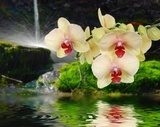 Orchideeauf Stein mit Wassertropfen  Kwiaty Obraz