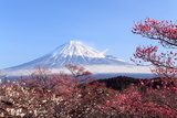 Mt. Fuji with Japanese Plum Blossoms  Krajobrazy Obraz