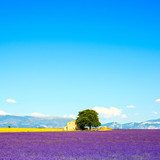 Lavender flowers blooming field, house and tree. Provence, Franc  Prowansja Fototapeta