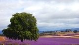 single tree in a lavender field  Prowansja Fototapeta