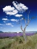 lavender fields provence france  Prowansja Fototapeta