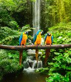Blue-and-Yellow Macaw  Las Fototapeta