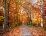 Pathway in the autumn forest  Las Fototapeta