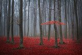 Red tree in a foggy autumn forest with red leaves on the ground  Las Fototapeta