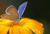 blue butterfly on black background  Motyle Fototapeta
