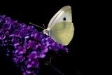 Small White - Butterfly  Motyle Fototapeta