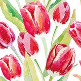 Czerwoni tulipany na bielu. Akwarela z wiosennych Tapety Do przedpokoju Tapeta