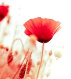 floral design, decoration flowers, red poppies - angle of page Fototapety Maki Fototapeta