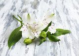 Krasnolica o białym ubarwieniu Kwiaty Fototapeta