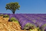 lavender field with a tree, Provence, France Plakaty do Salonu Plakat