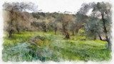 olives fields painting Van Gogh Obraz