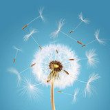 Overblown dandelion with seeds flying away with the wind  Dmuchawce Fototapeta