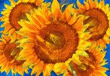 Sunflowers arrangement. Van Gogh style imitation. Van Gogh Obraz