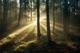 Sunrays shining through the trees in a forest Fototapety do Sypialni Fototapeta