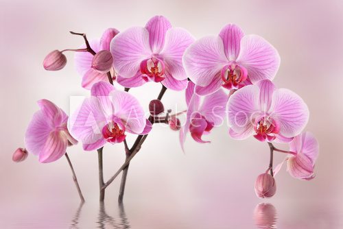 Tło z piękną orchideą w roli głównej Fototapety do Salonu Fototapeta
