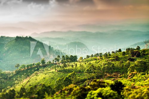 Tea plantations in India (tilt shift lens)  Orientalne Fototapeta