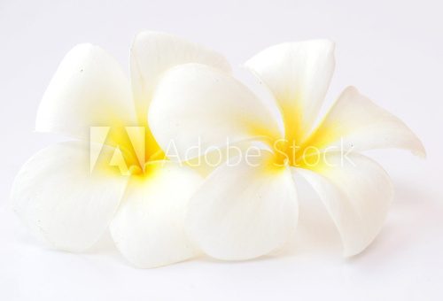 Delikatność białej flory - magia czystości Kwiaty Fototapeta