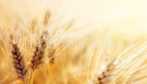 Wheat field  Fototapety do Kawiarni Fototapeta