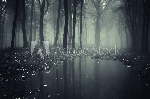 pond in a forest with fog  Krajobraz Fototapeta