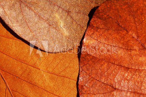 Leaves texture  Tekstury Fototapeta
